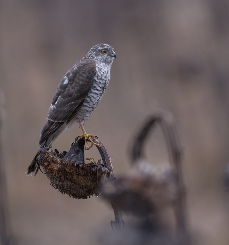 Sperwer © Corné Koopmans