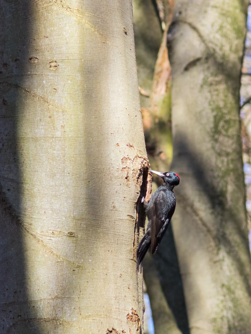 Zwarte Specht © Jillis Roos