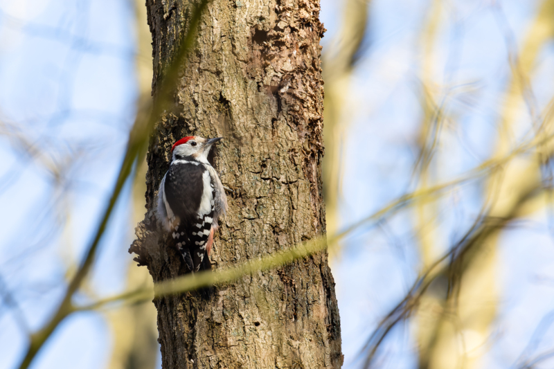 Middelste Bonte Specht