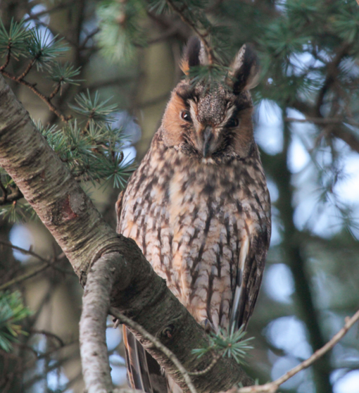 Ransuil © Dagjeindenatuur.nl