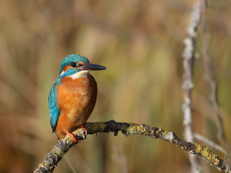 IJsvogel ©Klaas Jan Arkema