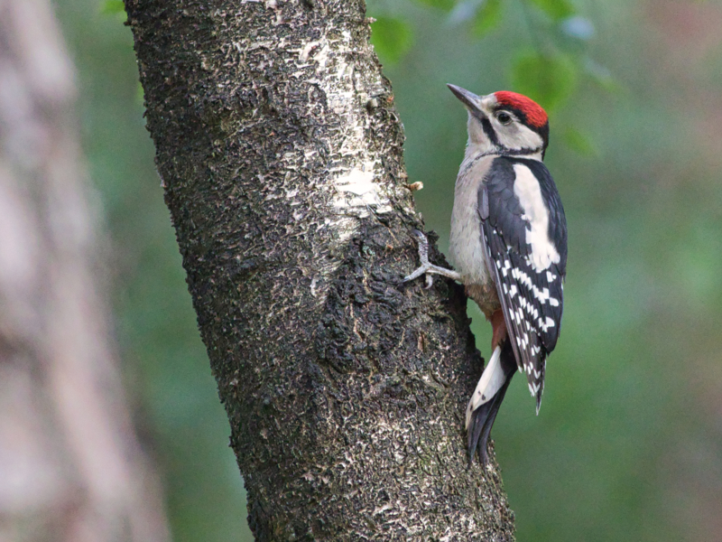 Grote Bonte Specht ©Jefta Leeuwis