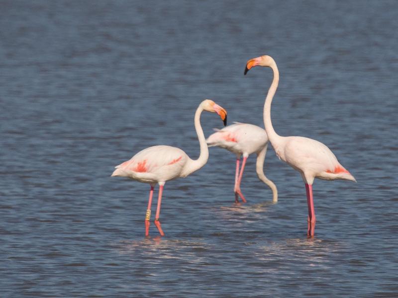 Flamingo's ©Jesse Zwart