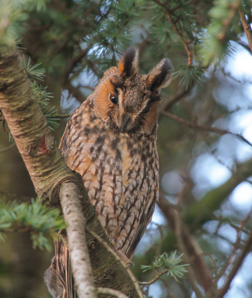 Ransuil © Dagjeindenatuur.nl