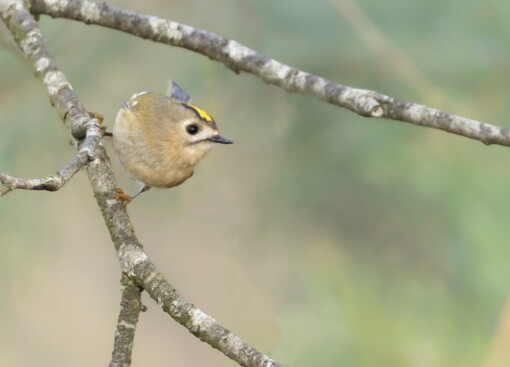 IJsvogel © Siep Gevers