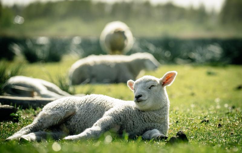 Lammetje Veerpolder