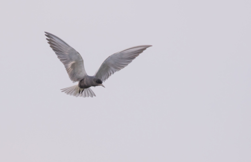 Zwarte Stern © Jesse Zwart