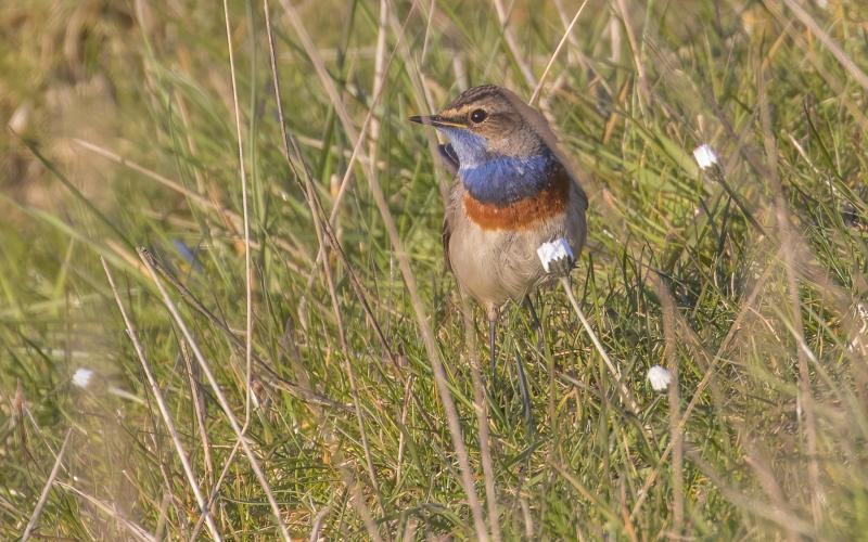 Blauwborst