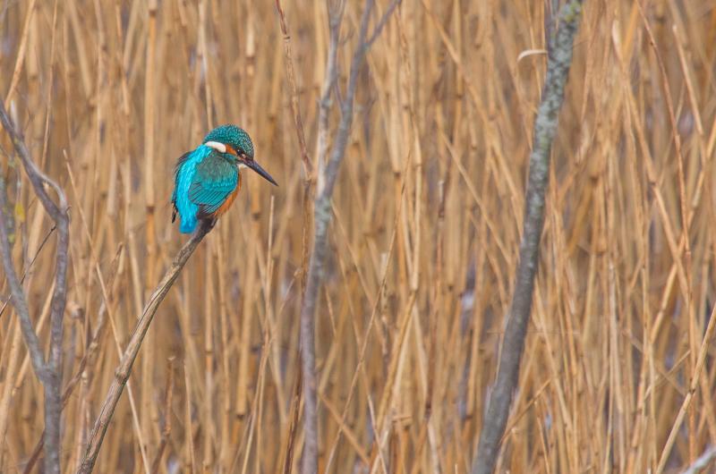 IJsvogel