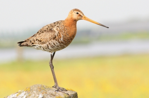 Appelvink © Maarten van Loon
