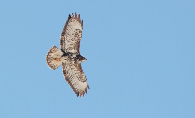 Buizerd