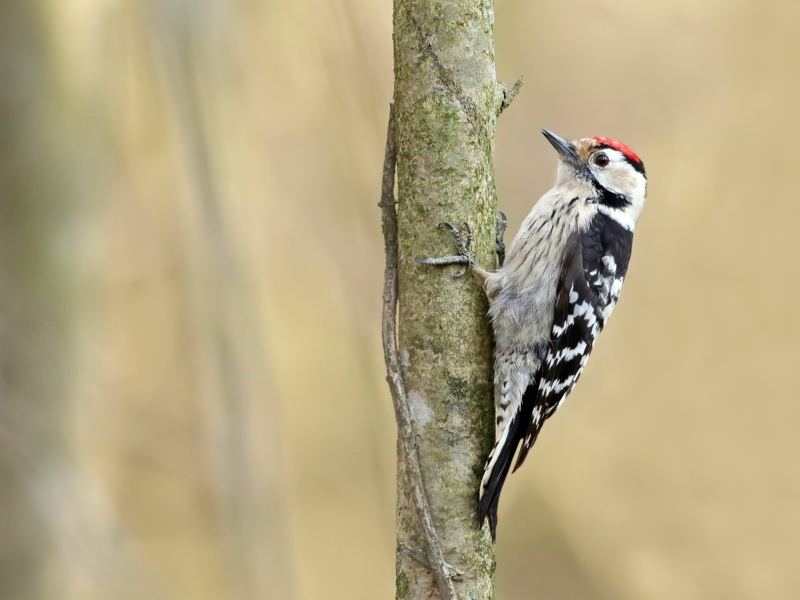 Little Spotted Woodpecker ©Matthijs Overeem