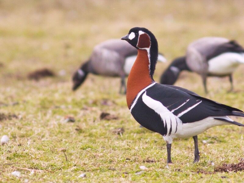 Red-breasted Goose ©Jesse Sinnema