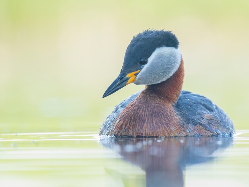 Red-necked Grebe ©Corné Koopmans