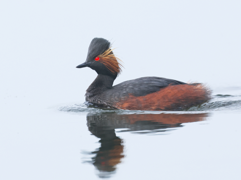Black-necked Grebe ©Lars Buckx