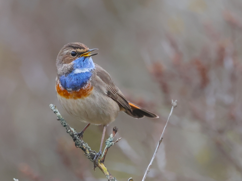 Bluethroat ©Lars Buckx