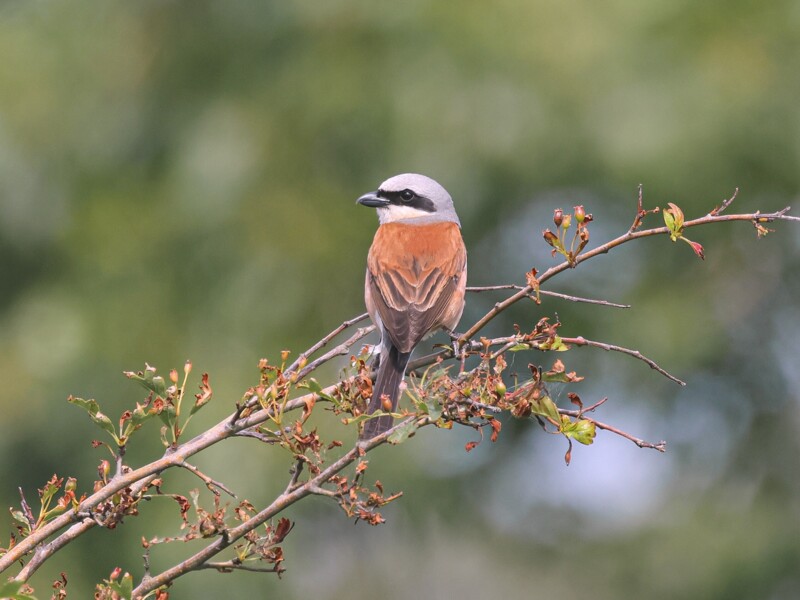 Red-backed Shrike ©Lars Buckx