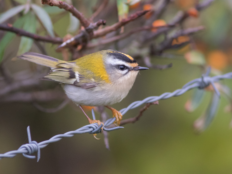 Firecrest ©Sjoerd Radstaak