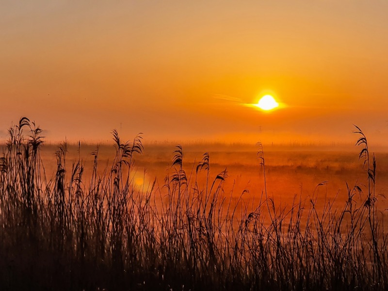 Biesbosch © Lars Buckx