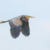 Purperreiger © Lars Buckx