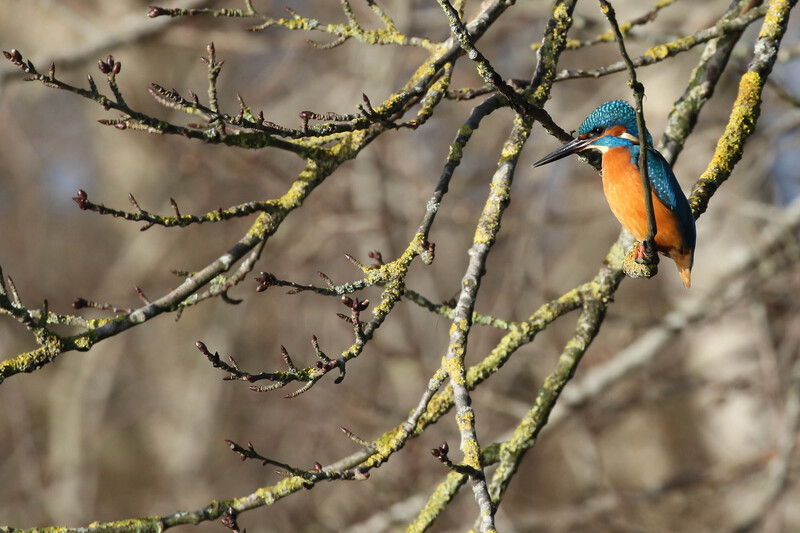 IJsvogel