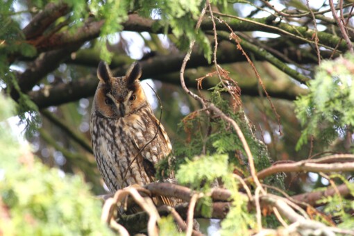 Ransuil © Dagjeindenatuur.nl