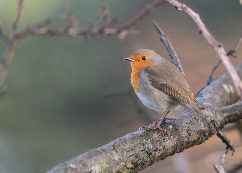 Roodborst