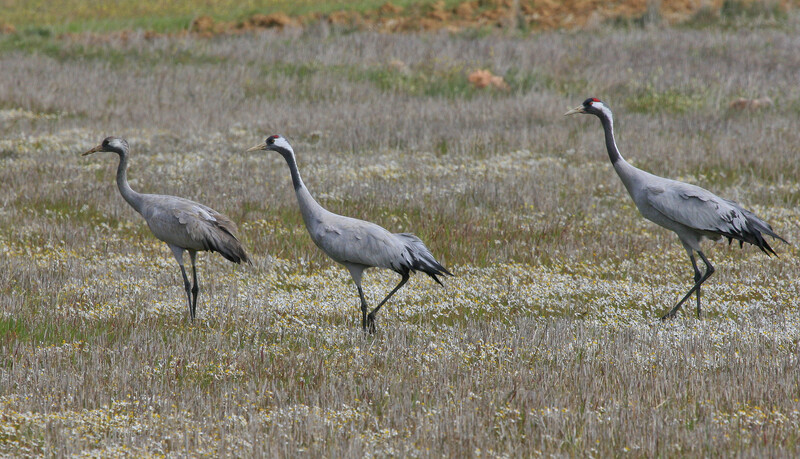 Kraanvogels