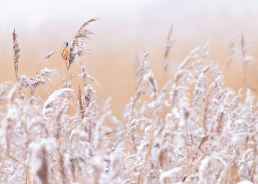 Baardman © Corné Koopmans