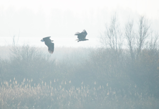 Baardman © Corné Koopmans