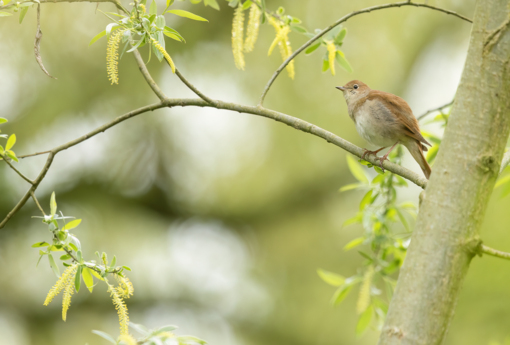 Baardman © Corné Koopmans