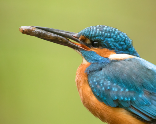 Baardman © Corné Koopmans