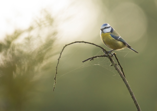 Baardman © Corné Koopmans