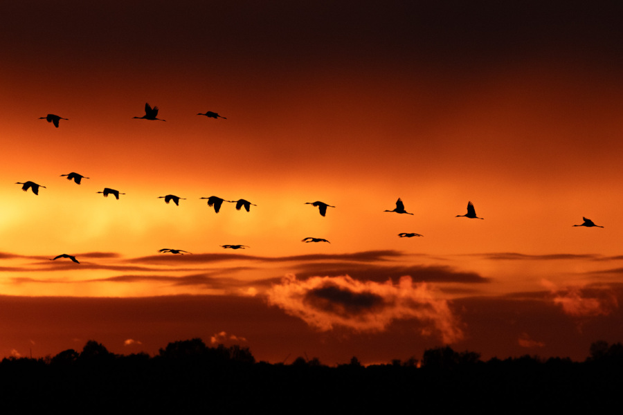 Kraanvogels © Jesse Zwart