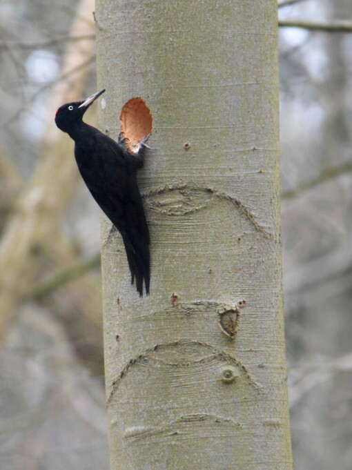 Zwarte Specht © Josh Rozema