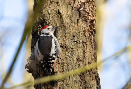 Zwarte Specht © Josh Rozema