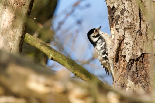 Zwarte Specht © Josh Rozema