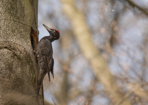 Zwarte Specht © Josh Rozema