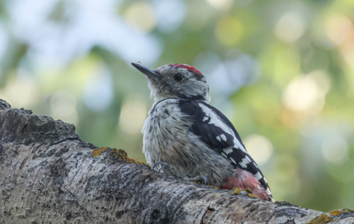 Zwarte Specht © Josh Rozema