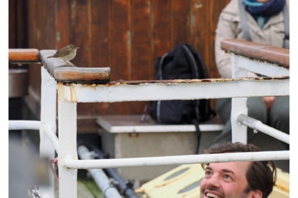 Bruine Boszanger © Jerry Cox