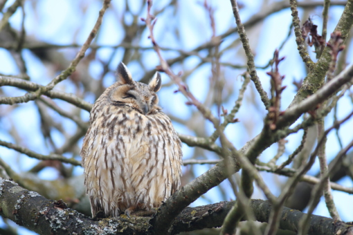 Ransuil © Jesse Zwart