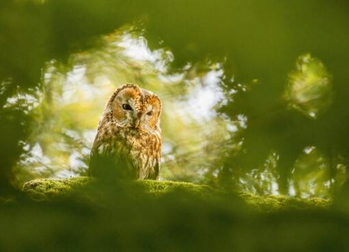 Ransuil © Jesse Zwart