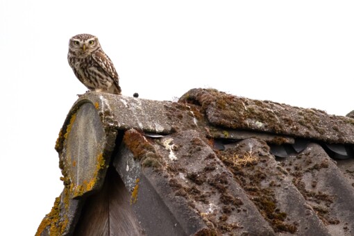 Ransuil © Jesse Zwart