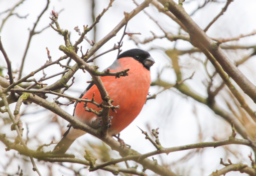 Goudvink ©Lars Buckx