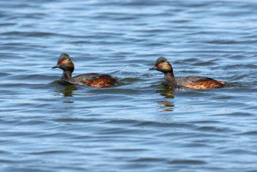 Goudvink ©Lars Buckx
