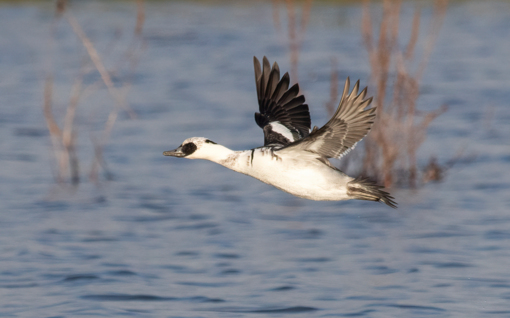 Goudvink ©Lars Buckx