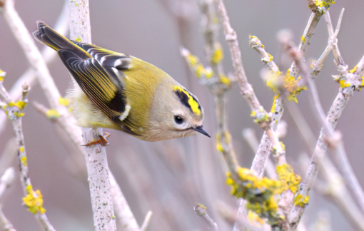 Goudvink ©Lars Buckx