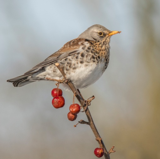 Goudvink ©Lars Buckx