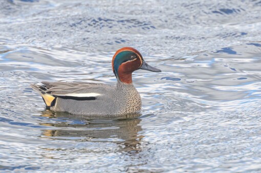 Baardman ©Lars Buckx