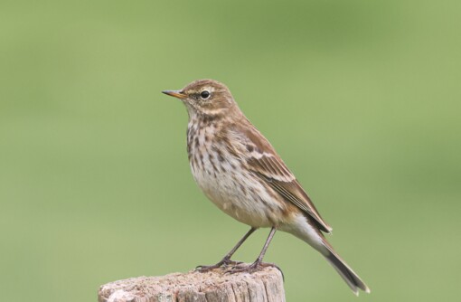 Baardman ©Lars Buckx